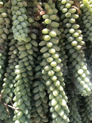Sedum burrito