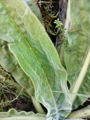 Echium lusitanicum