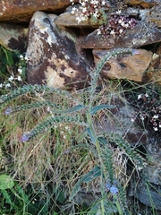 Echium lusitanicum