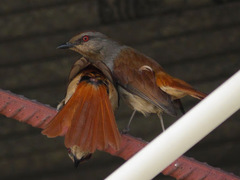 Cichladusa ruficauda