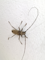 Susuacanga stigmatica