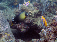Acanthurus pyroferus