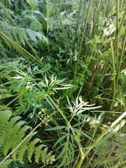 Selinum