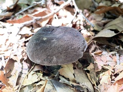 Tylopilus griseocarneus