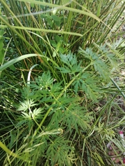 Selinum