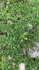 Globularia cordifolia