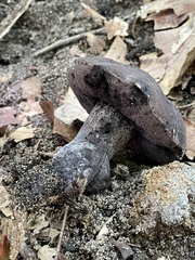 Tylopilus griseocarneus
