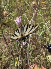 Iphiclides feisthamelii