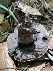 Tylopilus griseocarneus