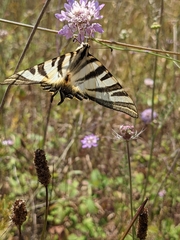 Iphiclides feisthamelii