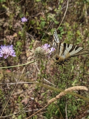 Iphiclides feisthamelii