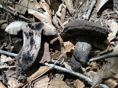 Tylopilus griseocarneus