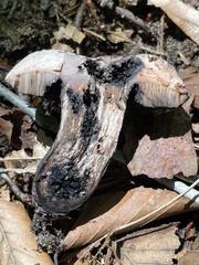 Tylopilus griseocarneus