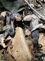 Tylopilus griseocarneus