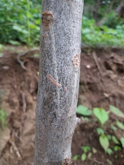 Bursera copallifera
