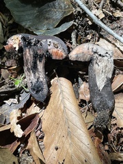 Tylopilus griseocarneus