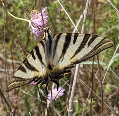 Iphiclides feisthamelii