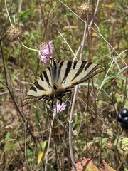 Iphiclides feisthamelii