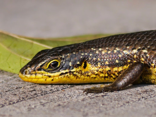 Casuarina Island Skink [casuarinae], Trachylepis maculilabris