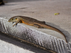 Trachylepis