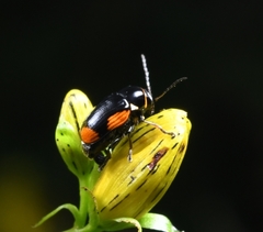 Cryptocephalus moraei