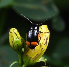 Cryptocephalus moraei