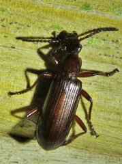 Goniotropis