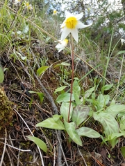Erythronium helenae
