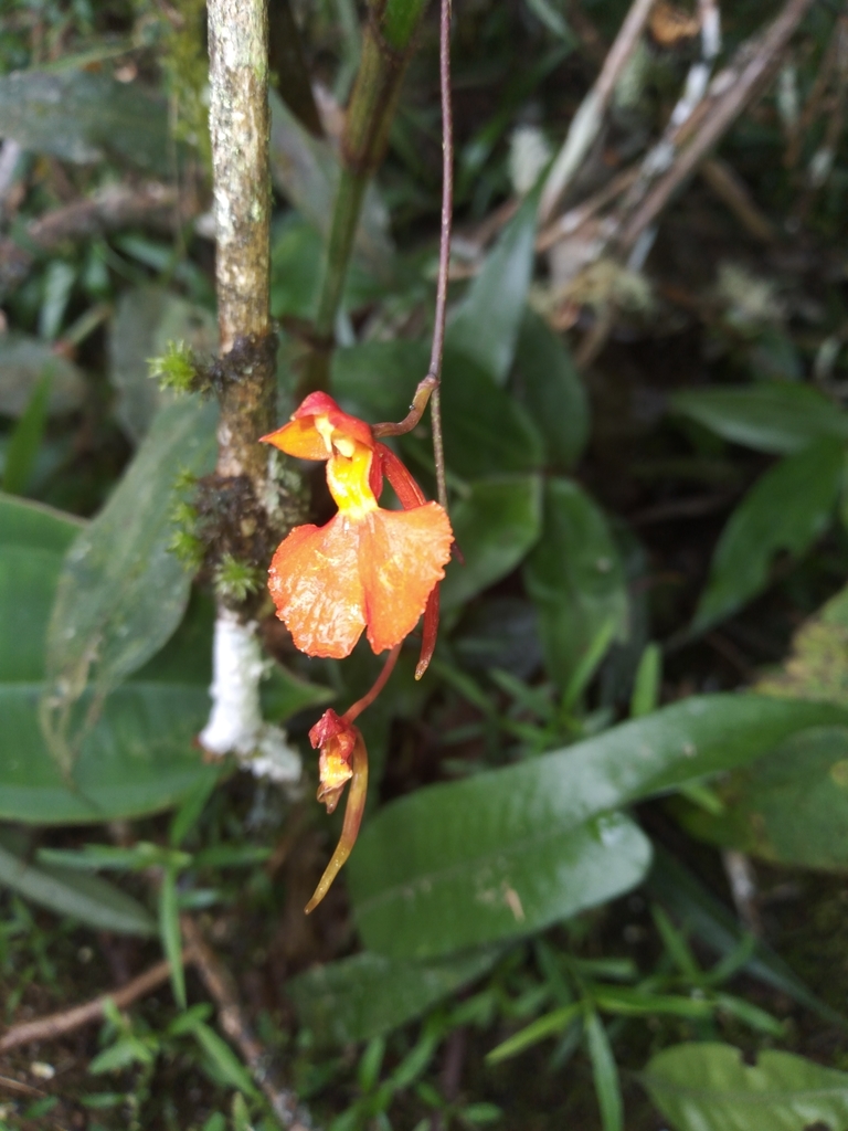 Comparettia coccinea