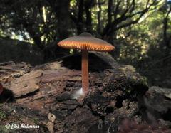 Pluteus flammipes