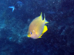 Amblyglyphidodon aureus