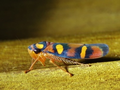 Erythrogonia jucunda