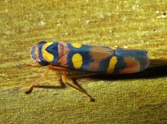 Erythrogonia jucunda