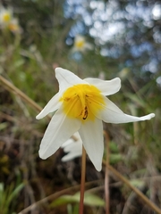 Erythronium helenae