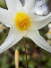 Erythronium helenae