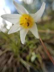 Erythronium helenae