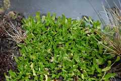 Caltha appendiculata