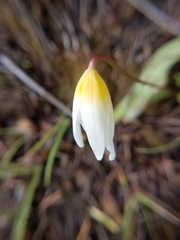 Erythronium helenae