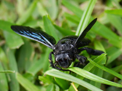 Xylocopa torrida