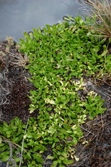 Caltha appendiculata