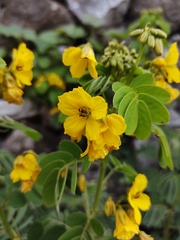 Senna apiculata