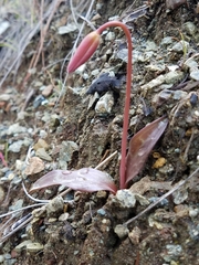 Erythronium helenae