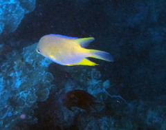 Amblyglyphidodon aureus