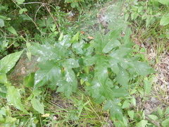 Toxicodendron radicans negundo