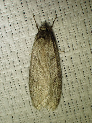Semioscopis inornata