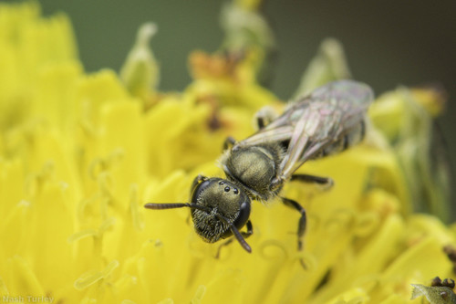 Nightmare Sweat Bee