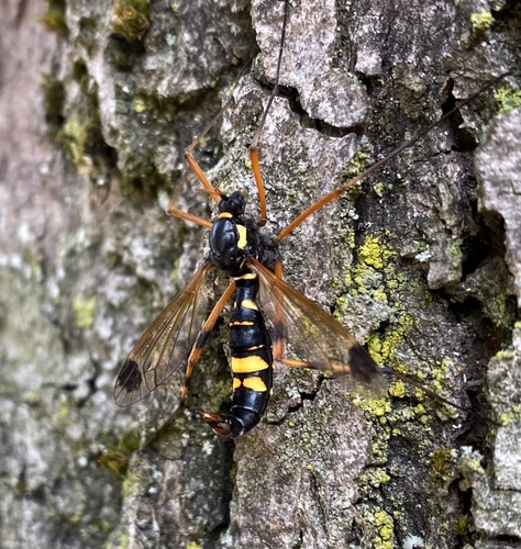 Maskerkamlangpoot, Methusalemlaan, Ugchelen, Gelderland, NL, photo 9 of 10