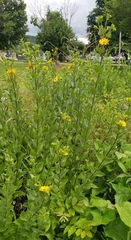Silphium integrifolium laeve