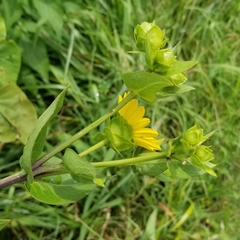 Silphium integrifolium laeve