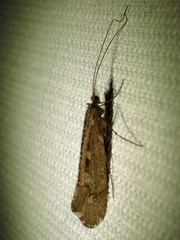 Glyphopsyche irrorata